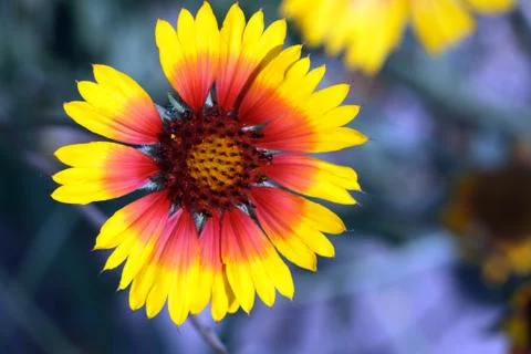 Yellow flower Stock Photos