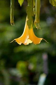 Yellow Flower Stock Photos