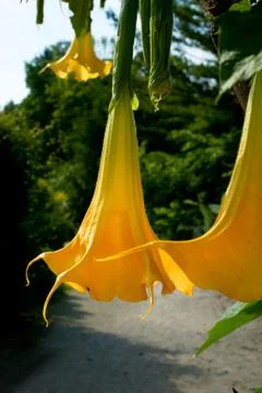 Yellow Flower Stock Photos