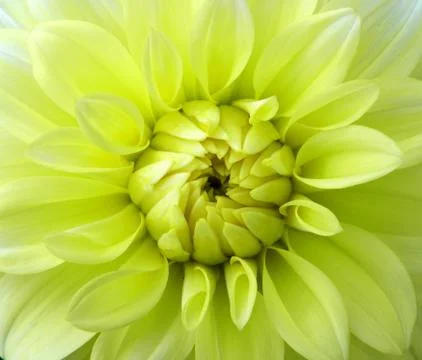 Yellow flower 스톡 사진