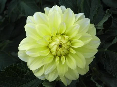 Yellow flower 스톡 사진