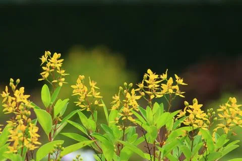 Yellow flower. Stock Photos