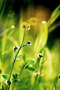 Yellow flower Stock Photos