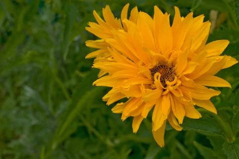 Yellow flower Stock Photos