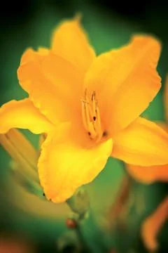 Yellow flower Stock Photos