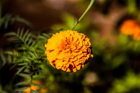 Yellow flower Stock Photos