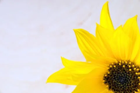 Yellow flower Stock Photos
