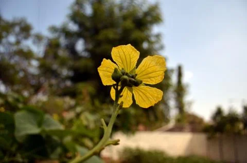 Yellow flower Stock Photos