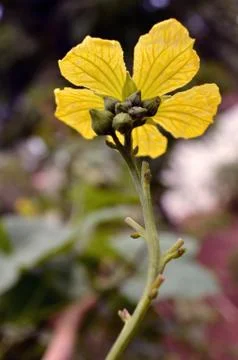 Yellow flower Stock Photos