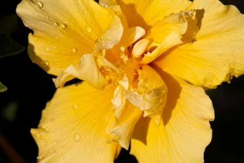Yellow Flower Stock Photos