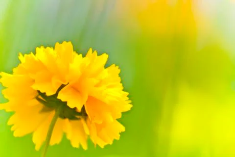 Yellow Flower Stock Photos
