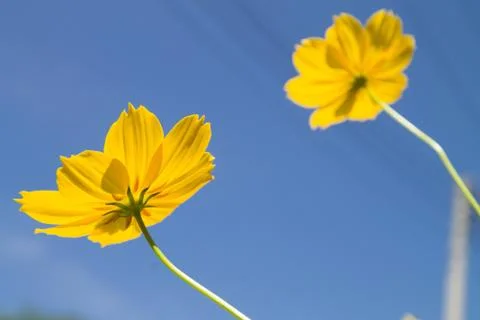 Yellow Flower Stock Photos