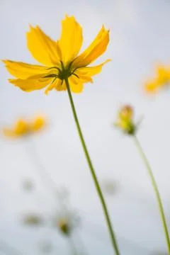 Yellow Flower Stock Photos