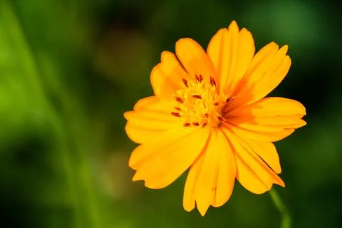 Yellow flower Stock Photos