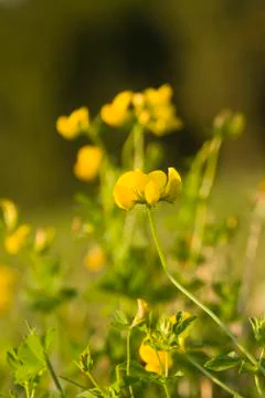 Yellow flower Stock Photos