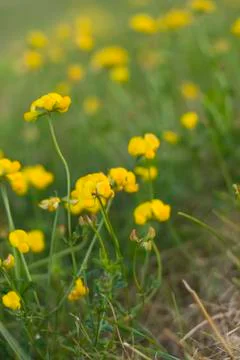 Yellow flower Stock Photos