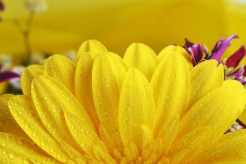 Yellow  flower Stock Photos