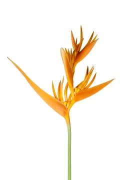 Yellow flower Stock Photos