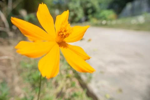Yellow flower Stock Photos