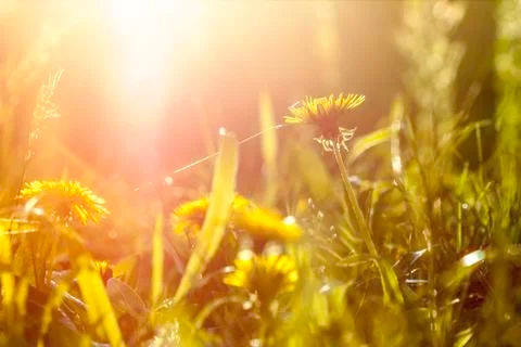 Yellow flower Stock Photos