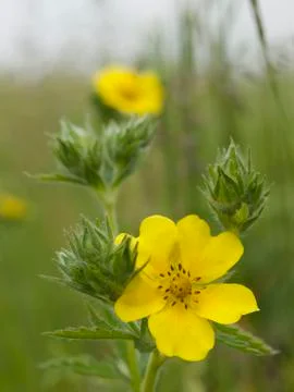 Yellow flower Stock Photos