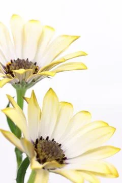 Yellow flower Foto stock