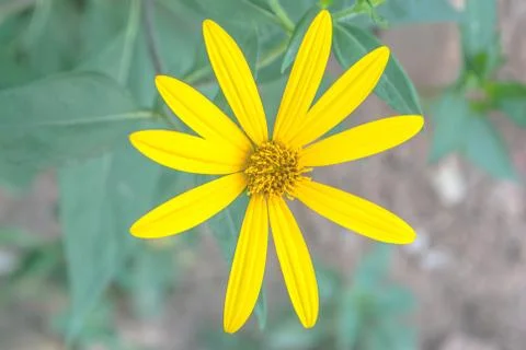 Yellow flower Stock Photos