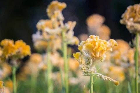 Yellow flower Stock Photos