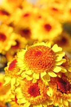 Yellow flower Stock Photos