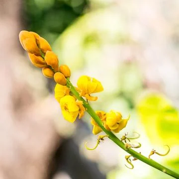 Yellow flower Stock Photos