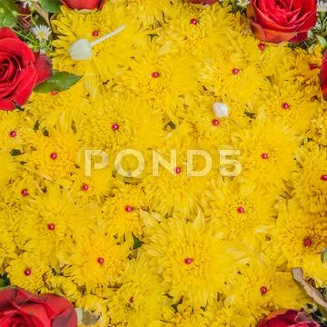 Yellow flower Stock Photos