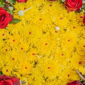 Yellow flower Stock Photos