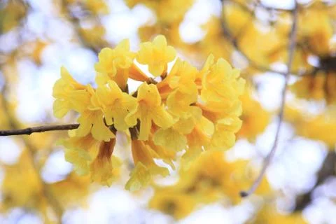 Yellow flower Stock Photos