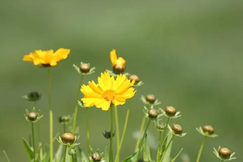 Yellow Flower Stock Photos