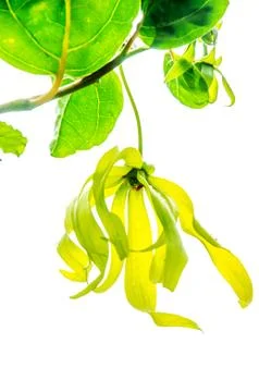 Yellow flower Stock Photos