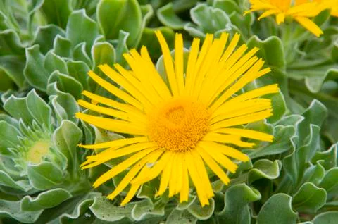 Yellow flower Stock Photos