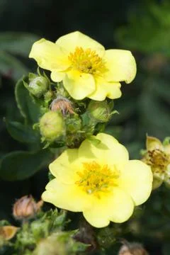 Yellow flower Stock Photos