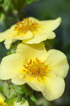 Yellow flower Stock Photos