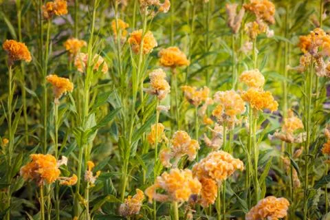 Yellow flower Stock Photos