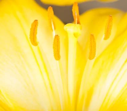 Yellow flower Stock Photos