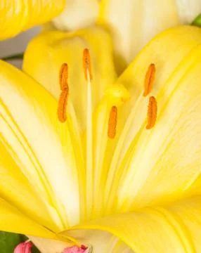 Yellow flower Stock Photos