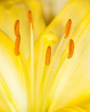 Yellow flower Stock Photos