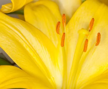 Yellow flower Stock Photos
