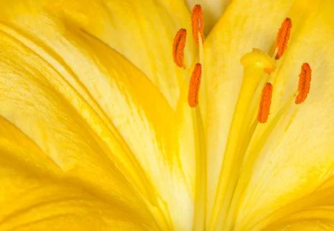 Yellow flower Stock Photos