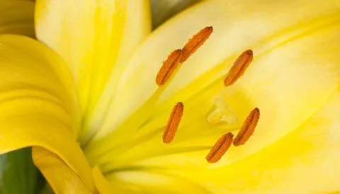 Yellow flower Stock Photos