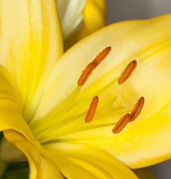 Yellow flower Stock Photos