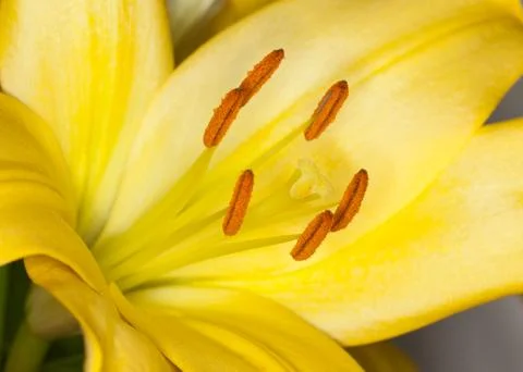 Yellow flower Stock Photos