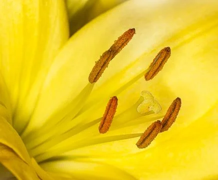 Yellow flower Stock Photos