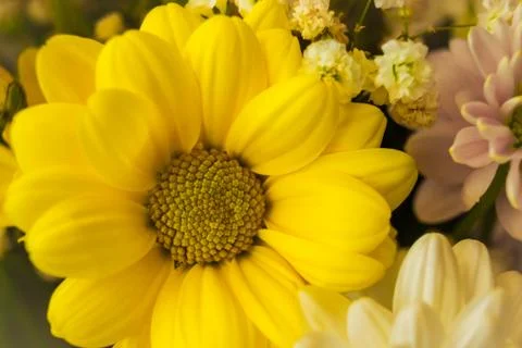 Yellow flower Stock Photos