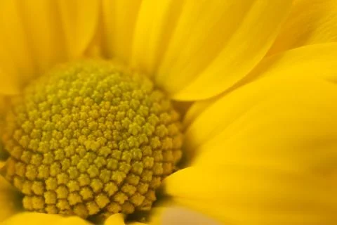 Yellow flower Stock Photos